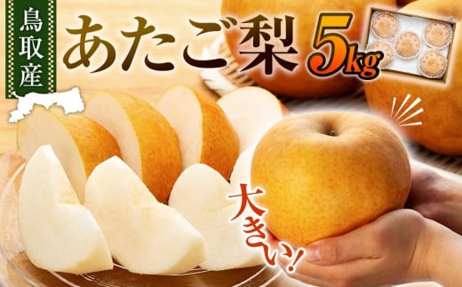 【先行予約】梨 あたご梨 鳥取産 5kg ( 5kg × 1箱 )|鳥取 梨 なし あたご梨 あたご 5kg 果物 フルーツ ナシ 甘い 果汁 和梨 箱 甘み くだもの 国産 果実 鳥取県 三朝町