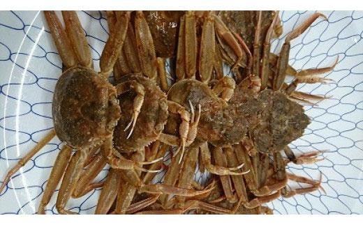 【先行予約】ボイル 親ガニ カニ酢付き ( 5 ~ 6枚 )|国産 ズワイガニ 松葉ガニ カニ 蟹 かに ボイル カニ鍋 かに鍋 鍋 かにしゃぶ かにみそ 期間限定 送料無料 鳥取県 三朝町