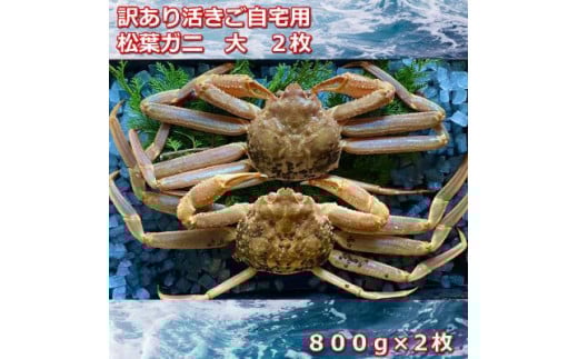 【先行予約】訳あり活きご自宅用 松葉ガニ 大 2枚 1枚800~940g前後MK3|国産 訳あり ズワイガニ 松葉ガニ カニ 蟹 かに 生 カニ鍋 かに鍋 鍋 かにしゃぶ かにみそ 期間限定 送料無料 鳥取県 三朝町