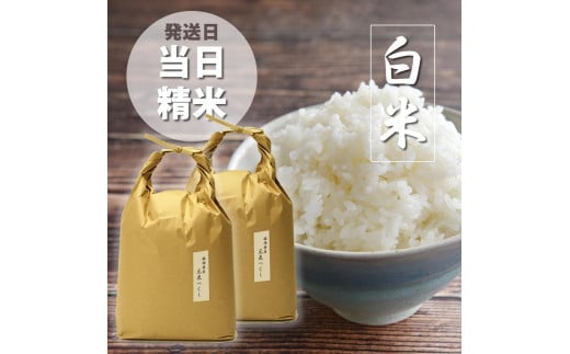 ＜令和6年産＞福岡県産【特A】評価のお米「元気つくし」5kg×2袋 [10kg] [白米] 【米 お米 こめ ご飯 福岡県産 食べ比べ 玄米 ご飯 ごはん 白飯 食品 人気 おすすめ 福岡県 大任町 AP045】