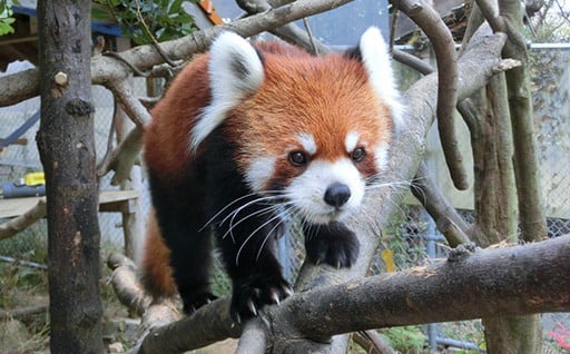 熊本市動植物園開園100周年記念サポーター募集