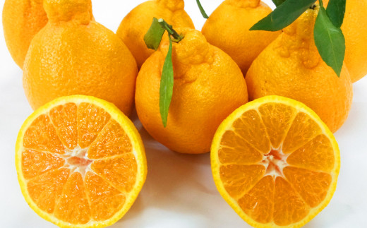 不知火(デコポンと同品種)【手選別まごころ選果】約5kg サイズ不選別 しらぬい 柑橘 くだもの 果物 フルーツ 【2026年2月上旬~3月下旬発送予定】