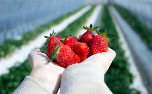 【絢】 いちご 約500g (約250g×2) 恋みのり 苺 【絢音ベリー農園】 厳選 希少 【2025年12月上旬~2026年4月下旬迄順次発送予定】 イチゴ 果物 果実 フルーツ 熊本県産 国産 九州 熊本県 熊本市 冷蔵