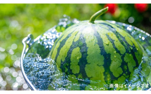 熊本県産 大玉スイカ 1玉 (S以上・約4kg) [2025年7月上旬迄発送予定] 大玉西瓜 大玉すいか 西瓜 すいか スイカ 果物 果実 フルーツ 大玉 九州 熊本県 熊本市 常温