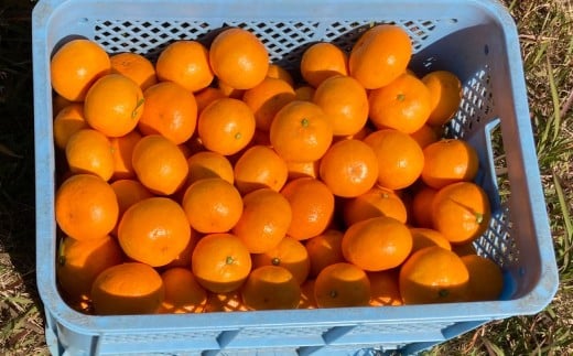 熊本県 河内産 みかん 石地温州 3kg 有機肥料使用 [2025年12月上旬〜12月下旬まで発送予定] / いしじうんしゅう 石地みかん ミカン 蜜柑 中生みかん 中手みかん なかてみかん 中生 温州みかん うんしゅうみかん 河内みかん 果物 くだもの フルーツ 柑橘 果実