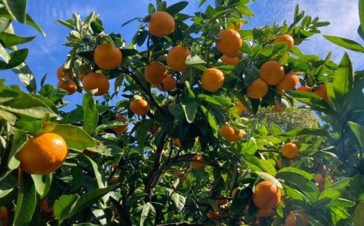 熊本県 河内産 みかん 金峰 3kg 有機肥料使用 【2026年1月上旬~1月下旬迄発送予定】 / きんぽう 金峰みかん 熊本生まれ 希少 大玉 ミカン 蜜柑 晩生みかん おくてみかん 晩生 温州みかん うんしゅうみかん 河内みかん 果物 くだもの フルーツ 柑橘 果実