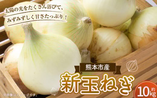 【数量限定】新玉ねぎ 約 10kg 野菜 やさい 玉ねぎ たまねぎ タマネギ 玉葱 オニオン スライス 国産 熊本 熊本市【2026年3月下旬~4月下旬発送予定】