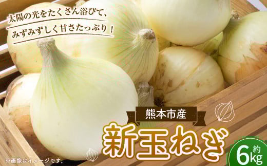 【数量限定】新玉ねぎ 約 6kg 野菜 やさい 玉ねぎ たまねぎ タマネギ 玉葱 オニオン スライス 国産 熊本 熊本市【2026年3月下旬～4月下旬発送予定】