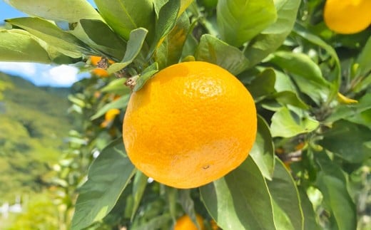 小玉みかん 約5kg 【2025年11月上旬~2026年1月上旬迄発送予定】 みかん 蜜柑 ミカン 小玉 果物 くだもの 果実 フルーツ フレッシュ 柑橘類 国産 常温