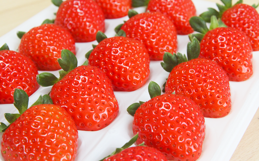 吉次いちご 24~33粒 700g以上【2026年1月上旬~3月下旬迄順次発送予定】果物 フルーツ イチゴ 苺