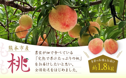 熊本市産 桃 約1.8kg 季節の品種をお届け【2026年5月下旬~7月上旬迄順次発送開始】 果物 フルーツ モモ