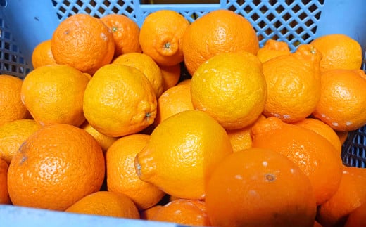 【規格外品】 不知火 (デコポンと同品種) ご家庭用 15kg サイズ不選別【2026年2月上旬~2026年3月下旬迄発送予定】 果物 フルーツ