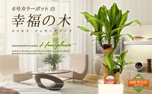 【4月上旬~9月下旬発送】幸福の木 6号 カラーポット 白 約60~70cm 観葉植物 インテリア 植物