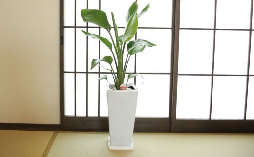 オーガスタ7号陶器スリム 白 鉢 インテリア 観葉植物 草花 樹木 ギフト 【2025年3月上旬より順次発送】