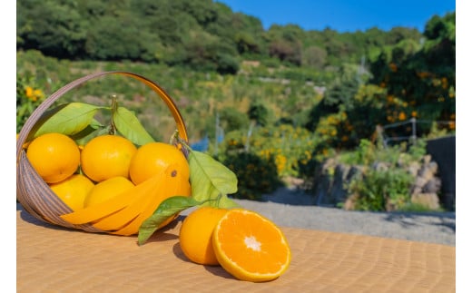 【訳アリ】「河内みかん堂」のみかん4kg＋傷み補償付き（家庭用）【2025年10月上旬～12月下旬迄発送予定】