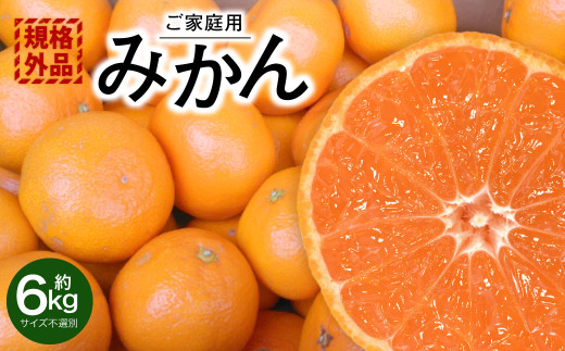 【規格外品】 みかん ご家庭用 約6kg サイズ不選別  蜜柑 ミカン フルーツ 果物 くだもの 柑橘 熊本産 九州産 【2025年10月下旬～2026年2月上旬迄発送予定】
