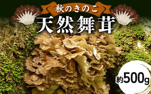 秋のきのこ 天然舞茸 約500g