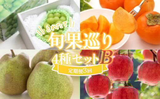 ≪数量限定 期間限定≫とれたて旬果巡り4種セットB シャインマスカット 庄内柿とラ・フランス サンふじりんご 定期便[全3回]