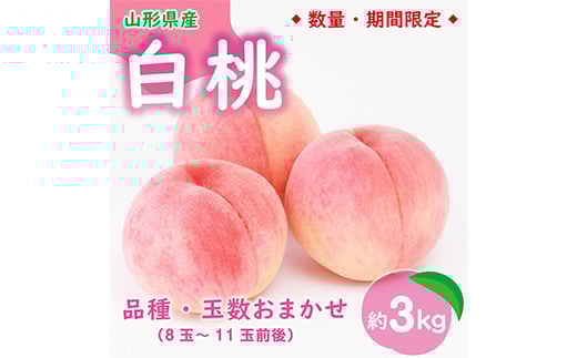 《令和8年発送 先行受付》※数量 ・期間限定※ 山形県産白桃 品種 玉数おまかせ 3kg FSY-2402