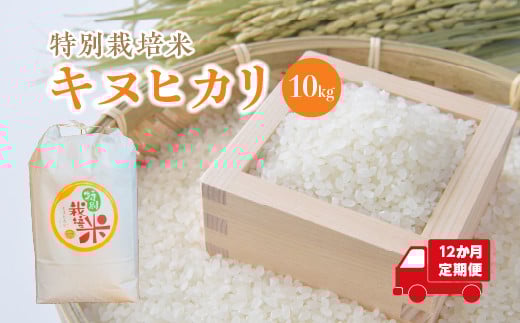 【12か月定期便】特別栽培米　キヌヒカリ　10kg＜全120kg＞　【11218-0224】