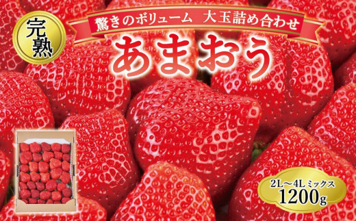 【今期発送の受付は2025年4月27日(日)まで】★開けてびっくり★驚きのボリューム完熟あまおう大玉詰め合わせ1200g【あまおう 食品 あまおう フルーツ あまおう 果物 苺くだもの いちご 食品 イチゴ 人気 あまおう おすすめ 送料無料 AA041】