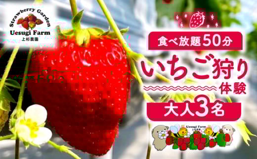 【2026年1月~発送】 上杉農園のいちご狩り 大人 3人 利用券 50分食べ放題 いちご狩り いちご イチゴ 苺 章姫 紅ほっぺ スタ-ナイト よつぼし チケット 体験 観光 旅行 家族 デート フルーツ 果物 人気 おすすめ ふるさと納税 京都 八幡 八幡市 上杉農園