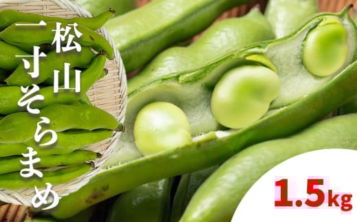 【先行予約】 【2026年4月下旬から発送】 <松山ブランド>松山一寸そらまめ 1.5kg  ( 春野菜 ソラマメ そら豆 空豆  産地直送 期間限定 愛媛 松山 フジ・アクリフーズ )