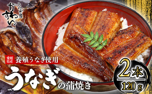 【容量選択可】〈うなぎ屋かわすい〉愛媛県松山市養殖うなぎを使用!うなぎ蒲焼 2本 (1尾:120~149g)  |うなぎ ウナギ 鰻 蒲焼き 国産 お取り寄せ グルメ ふるさと納税  簡単調理 土用丑の日 ギフト 贈り物 お中元 お歳暮 母の日 父の日  かわすい 川口水産 愛媛県 松山市