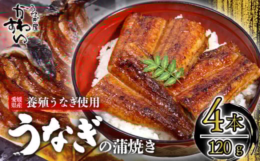 【容量選択可】〈うなぎ屋かわすい〉愛媛県松山市養殖うなぎを使用!うなぎ蒲焼 4本 (1尾:120~149g)  |うなぎ ウナギ 鰻 蒲焼き 国産 お取り寄せ グルメ ふるさと納税  簡単調理 土用丑の日 ギフト 贈り物 お中元 お歳暮 母の日 父の日  かわすい 川口水産 愛媛県 松山市