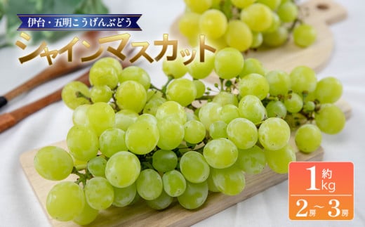 [伊台五明こうげんぶどう]シャインマスカット 約1kg | シャインマスカット ぶどう 伊台五明こうげんぶどう 冷蔵 期間限定 愛媛県 松山市 ベジろう 送料無料
