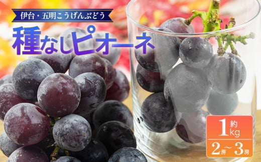 [伊台五明こうげんぶどう]種なしピオーネ 約1kg | ピオーネ ぶどう 伊台五明こうげんぶどう 冷蔵 期間限定 愛媛県 松山市 ベジろう 送料無料