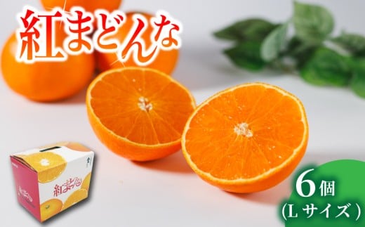 紅まどんな L サイズ 6 個  | 紅まどんな 柑橘 フルーツ まどんな みかん 愛媛 みかん 紅マドンナ 蜜柑 紅まどんな 愛媛県 松山市