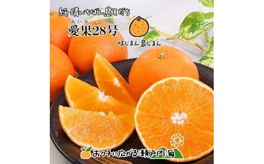 【12月中頃から順次発送予定】希望の島 愛果28号 特選品 大玉 約1.5kg(6玉) 愛媛県産 みかん 柑橘