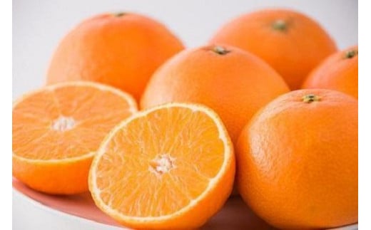 紅まどんな M ~4L 5kg [ご家庭用]  愛媛県 松山市