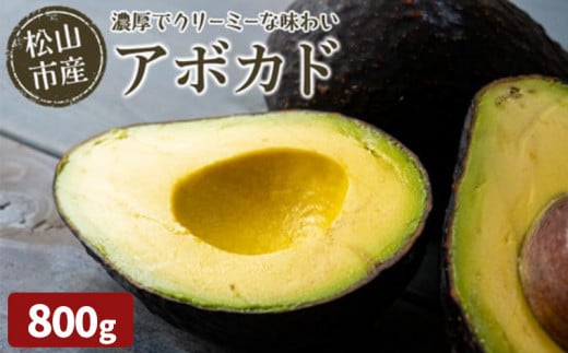 【11月上旬から発送予定】 松山市産 アボカド 800g ( サラダ 料理 果物 ヘルシー アボガド ダイエット ミネラル 森のバター  栄養 国産 愛媛 松山 )