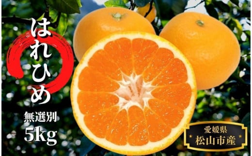 [先行予約]はれひめ 無選別 約5kg 12月〜1月頭頃発送 | 愛媛産 愛媛県産 国産 愛媛みかん 愛媛蜜柑 愛媛ミカン みかん ミカン mikan 蜜柑 柑橘 フルーツ 果物 くだもの お取り寄せ 産地直送 数量限定 人気 おすすめ 愛媛県 松山市 送料無料