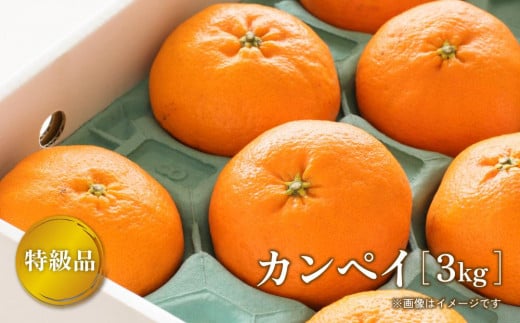 [2026年2月上旬より順次発送]特級品 カンペイ 甘平 3kg | 高級 柑橘 みかん 柑橘 果物 フルーツ 松山市 愛媛県
