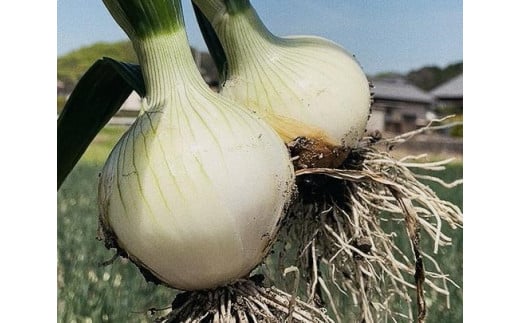 【1月中旬から発送】松山市津和地島産 新玉ねぎ 4㎏ ( 野菜 玉ねぎ たまねぎ タマネギ 産地直送 期間限定 愛媛 松山 フジ・アクリフーズ )