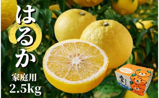 【はるか】家庭用 約2.5kg ＜2026年2月～3月中旬頃発送＞ 愛媛 みかん 先行予約 蜜柑 柑橘 果物 くだもの フルーツ お取り寄せ グルメ 期間限定 数量限定 人気 おすすめ 愛媛県 松山市