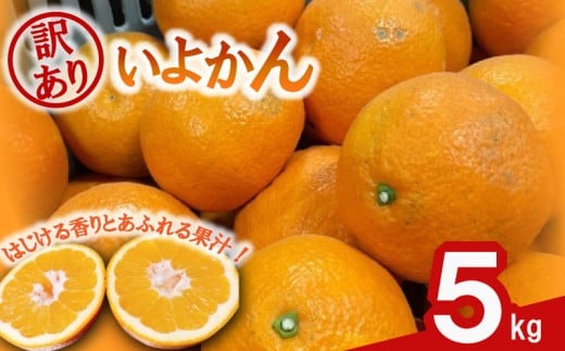 【先行予約】 訳あり 伊予柑 5キロ 【1月中旬~発送予定】  |  みかん ミカン 蜜柑 mikan 柑橘 いよかん イヨカン ワケアリ 家庭用 ふるさと納税みかん ふるさと納税訳ありみかん フルーツ 果物 愛媛県 松山市