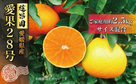【先行予約】あいか  訳あり ご家庭用 2.5kg 愛果28号 【11月下旬から発送】 |  あいか 紅まどんな 紅マドンナ と 同品種 みかん まどんな ワケアリ 柑橘 みかん 果物  おすすめ 高級 人気 お取り寄せ グルメ ギフト 期間  ご当地 愛媛県 松山市  蓮果園