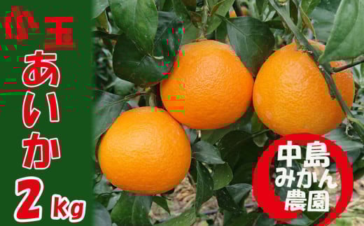 【2025年12月から順次発送】 愛果28号 小玉 2kg(12~16個) |紅まどんな と同品種 みかん 愛果 蜜柑 松山市産みかん 柑橘 ミカン 蜜柑 みかん 果物 オススメみかん フルーツ あいか みかん 松山 愛媛 人気のみかん