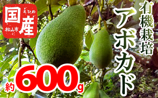 【家庭用】国産有機栽培アボカド 約600g 2 ~ 4 個 <11月下旬~発送予定> サラダ 料理 果物 ヘルシー アボガド ダイエット ミネラル 森のバター ヴィ-ガン 栄養 国産 愛媛 松山