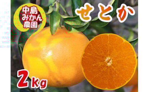 【2026年3月から発送】 せとか 小玉 訳あり 2kg