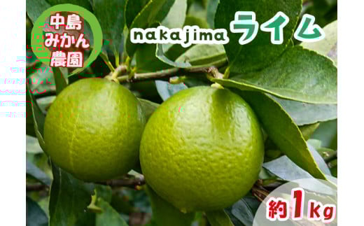 【ふるさと納税】 【2025年10月から発送】ライム 1kg 中島みかん農園|柑橘 果汁酸味 果物 くだもの 果実 国産 フルーツ 有名 愛媛 松山 瀬戸内 ビタミン 美味しい 生産者 直送 産直 無添加 ライムサワー ジュース チューハイ