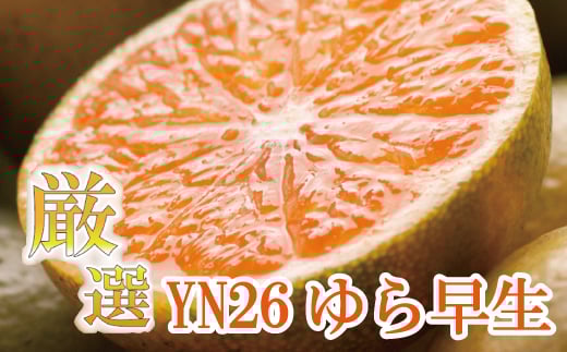 [先行予約]プレミアム有田みかん 10kg+250g(傷み補償分) ※10月より発送(ゆら早生) ※北海道・沖縄・離島配送不可 / 和歌山 有田 みかん ミカン 柑橘 果物 フルーツ 有田みかん [ikd213]