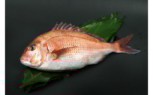 紀州梅まだい(鮮魚)【iws200】