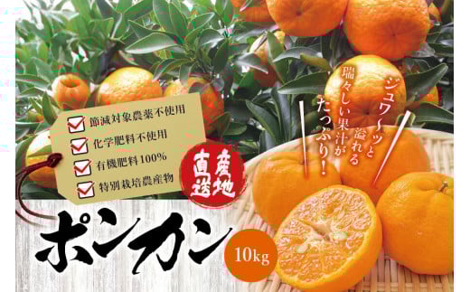【先行予約】 濃厚な甘さ!くしもとポンカン L~2Lサイズ 10kg 【1月上旬~2月中旬発送予定】柑橘 ぽんかん フルーツ みかん ミカン オレンジ 限定 有機率100%肥料 節減対象農薬不使用 化学肥料不使用【sse101】