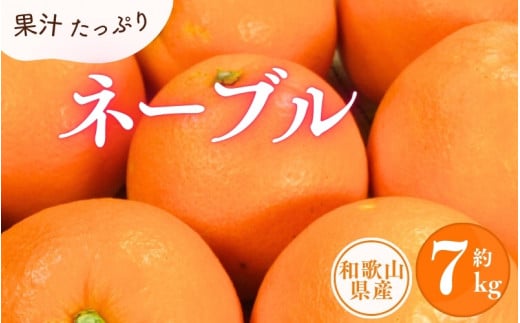 ネーブル 約7kg/サイズおまかせ ※2026年1月中旬~2026年2月中旬頃に順次発送予定(お届け日指定不可) 紀伊国屋文左衛門本舗【kstb430B】