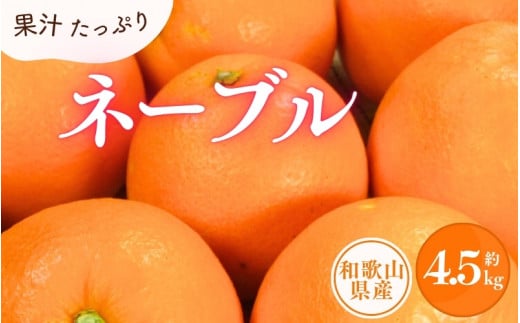 ネーブル 約4.5kg/サイズおまかせ ※2026年1月中旬~2026年2月中旬頃に順次発送予定(お届け日指定不可) 紀伊国屋文左衛門本舗【kstb431C】